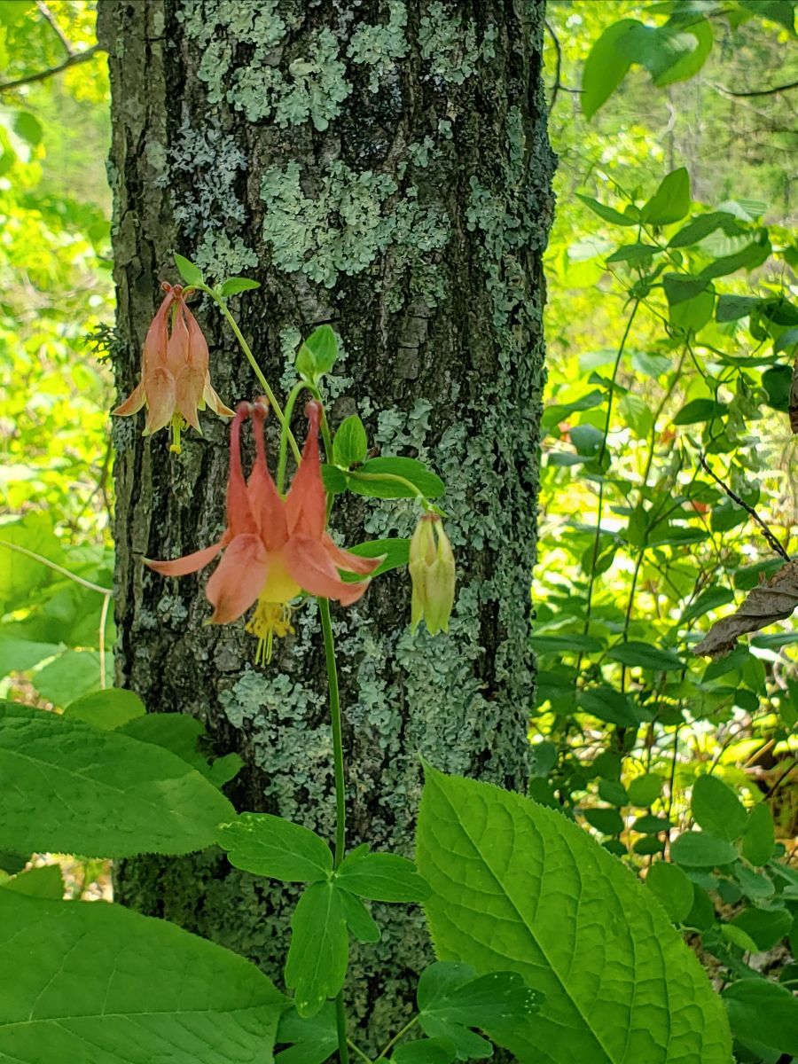 Columbine Flowers in the Woods